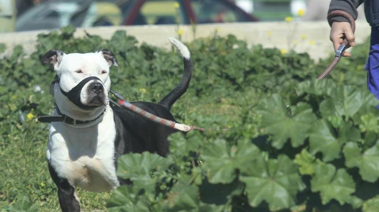 Dos años y medio de prisión para el dueño de cuatro perros que mataron a un hombre en Salamanca