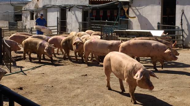 Autorizan ampliar una granja porcina de los 300 a los mil cerdos en Totanés