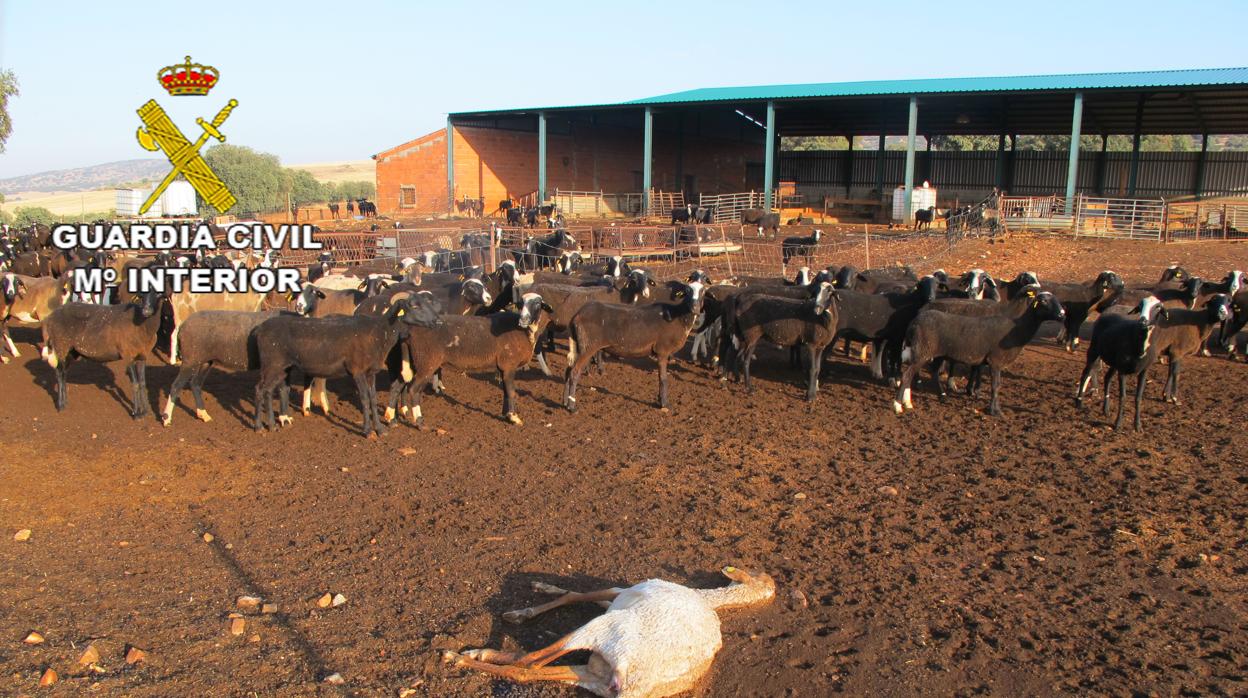 Uno de los animales que las autoridades encontraron en una de las explotaciones ganaderas