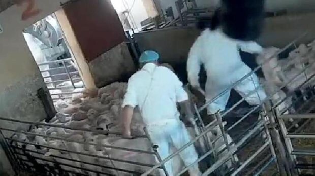 Despiden a un trabajador por no aturdir a los corderos antes de sacrificarlos