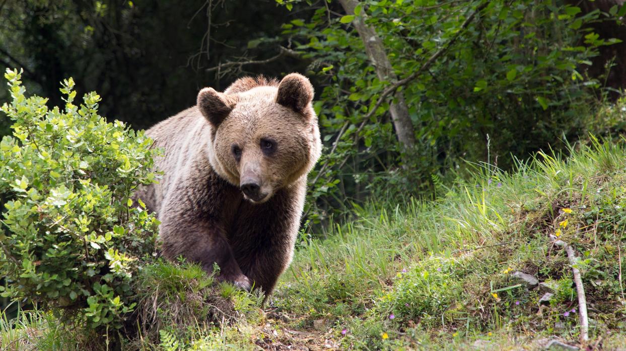 La población de osos en la Cordillera Cantábrica evoluciona favorablemente con 38 hembras y 66 crías