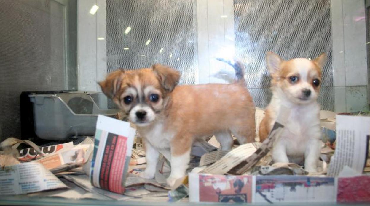 Cachorros a la venta en una tienda