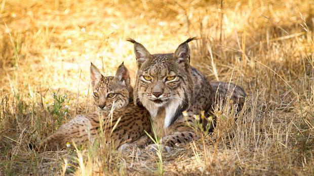 En noviembre han muerto dos linces atropellado en las carreteras de la región