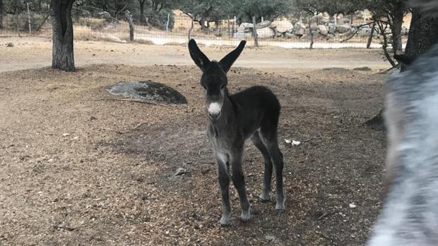 Este es «Platerito», el burro que ofrecen a Greta Thumberg para que su viaje a Madrid no contamine