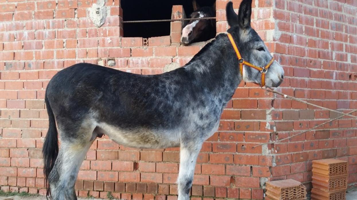 Burro de la zona de Talavera