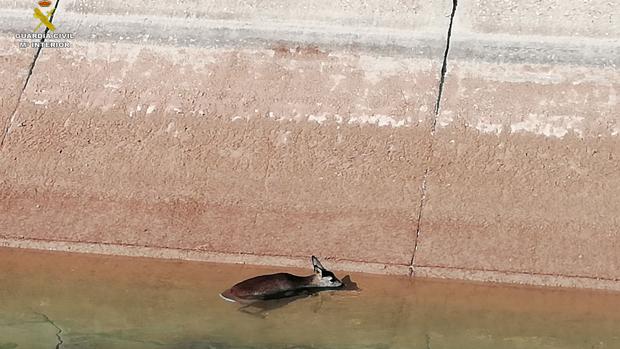 El rescate de un corzo que se ahogaba en el canal del trasvase Tajo-Segura