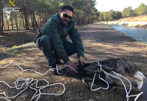 Agente tras el rescate del corzo