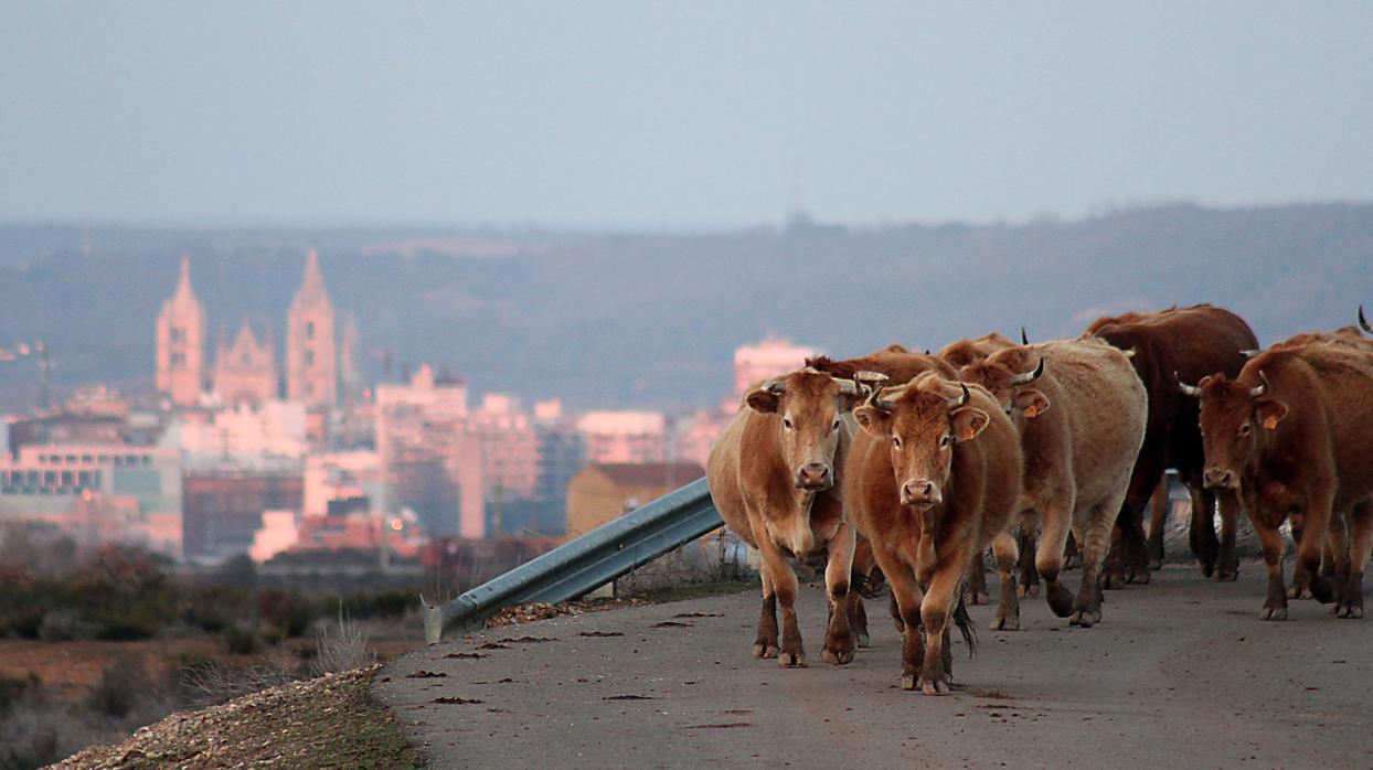 Un rebaño de vacas regresa a su establo a las afueras de León