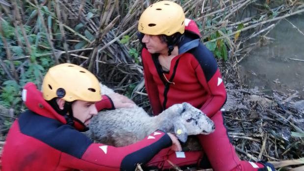 Bomberos rescatan a una oveja en kayak en un barranco de gran altura