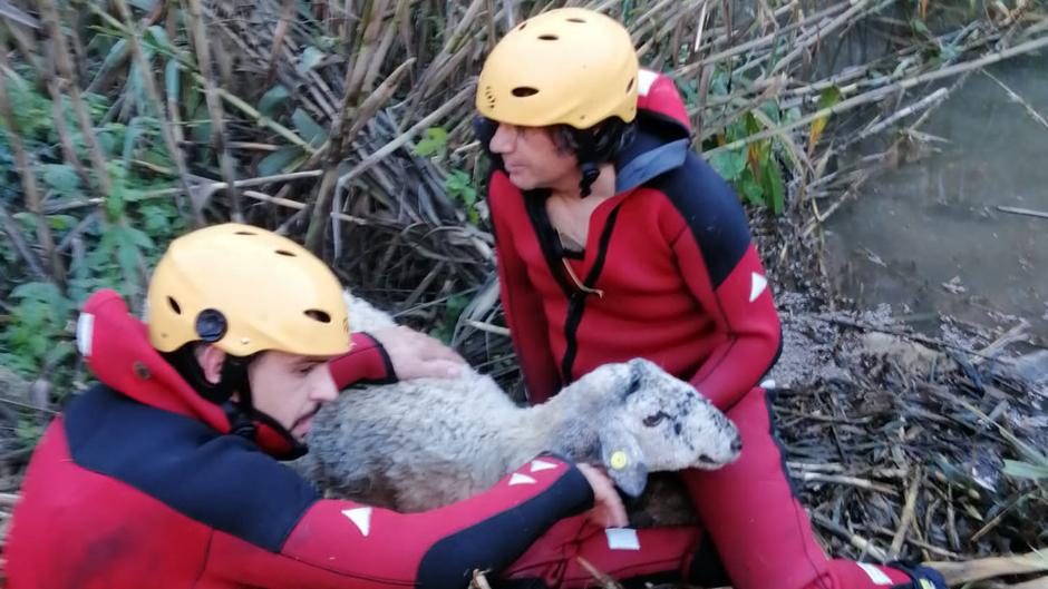 El rescate en kayak de una oveja en un barranco de gran altura