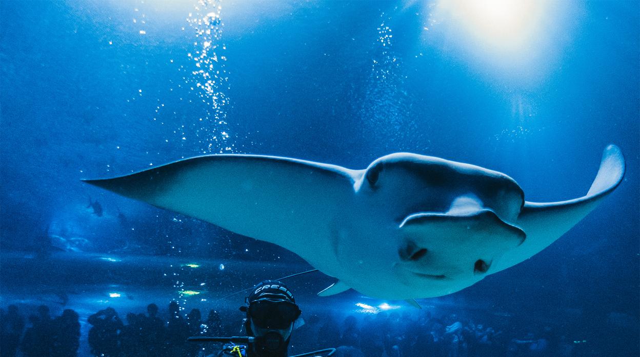 Imagen de las instalaciones del Oceanogràfic de Valencia