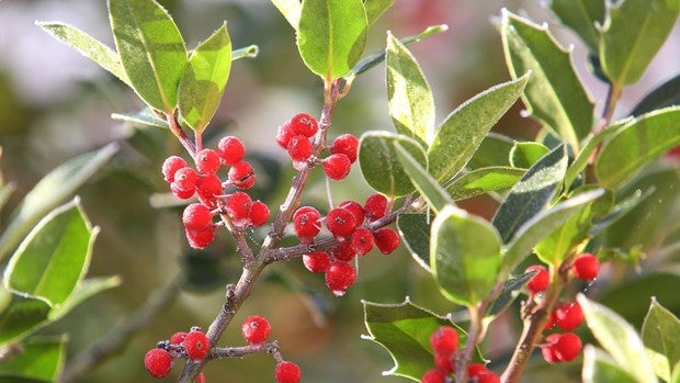 ¿Por qué el acebo decora la Navidad en España?