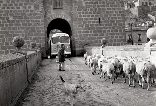 Un autobús y las ovejas en el Puente de San Martín, una imagen impensable en la actualidad.