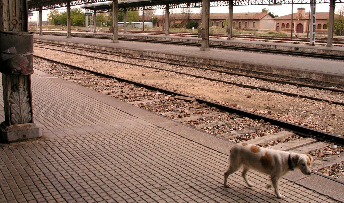 Imagen de archivo de un perro abandonado en una estación de ferrocarril