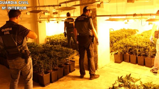 Descubren 3.000 plantas de marihuana en una falsa empresa británica trasladada a Valencia por el Brexit