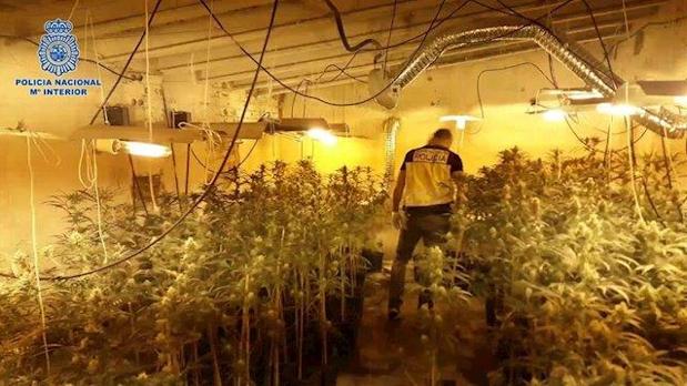 Detenido un hombre de 71 años en Talavera por cultivar 37,7 kilos de marihuana en una granja