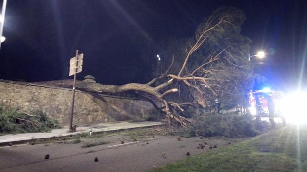 Gran susto en la Vega al caer un enorme árbol cuando se celebraba «Toledo tiene una estrella»