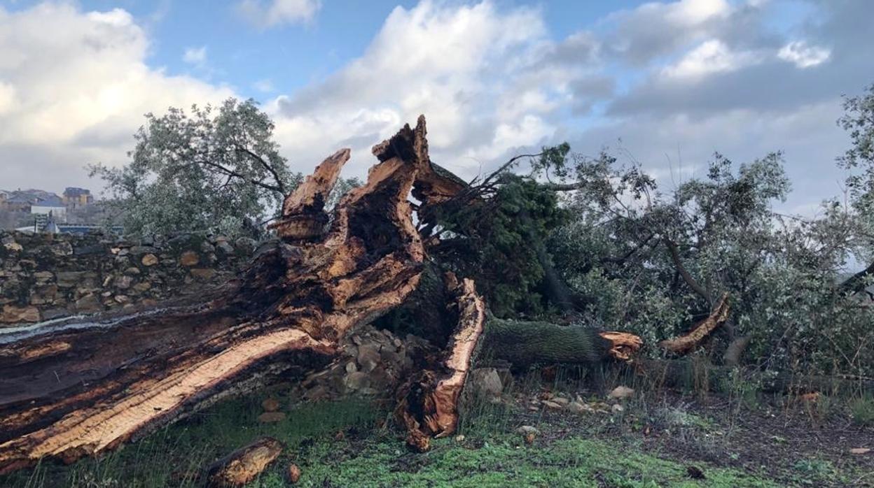 El fuerte viento derriba en Otero (León) el árbol monumental conocido como Xardón del Peruchín