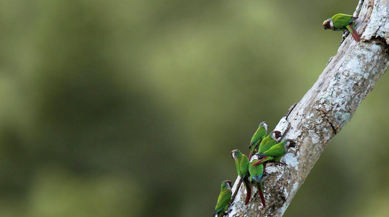 Especie del periquito pechogrís