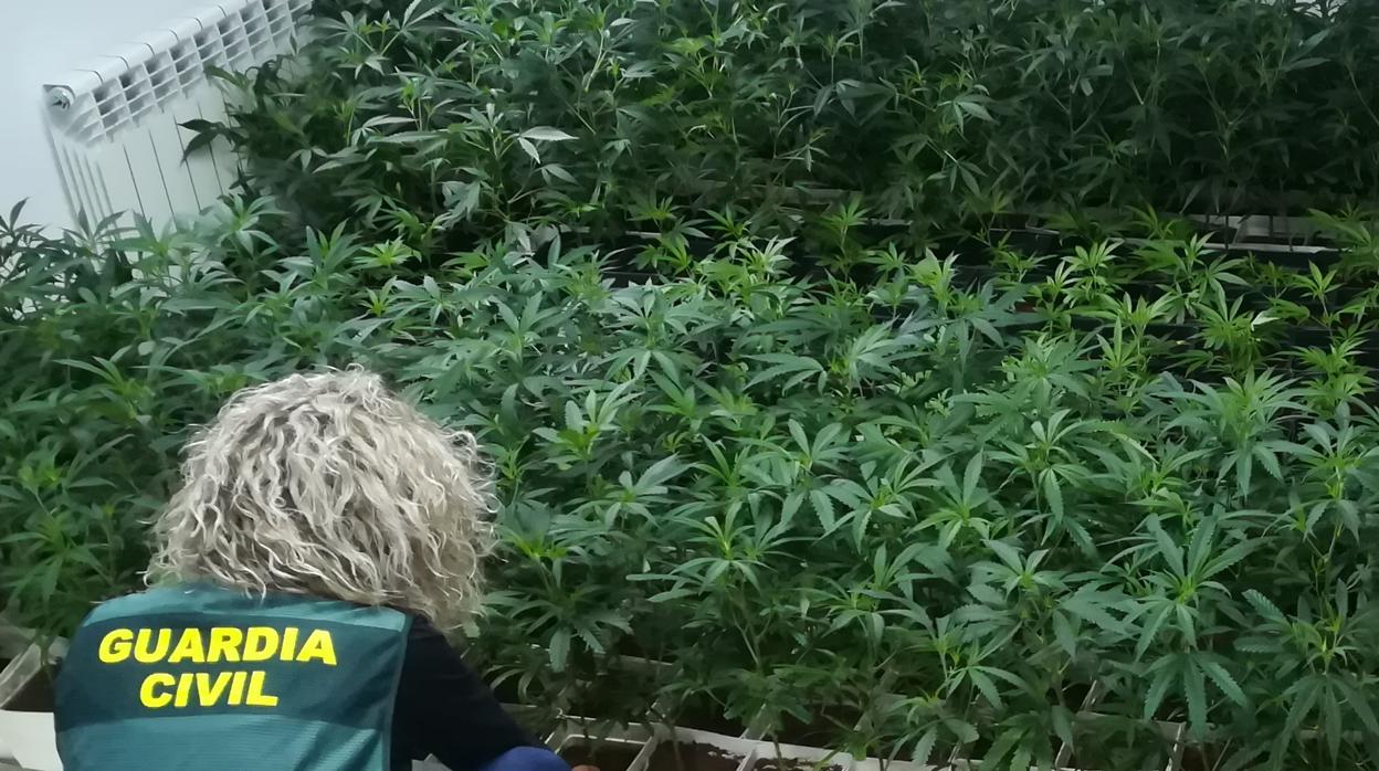 Plantación interior de marihuana incautada a principios de diciembre en Sanabria