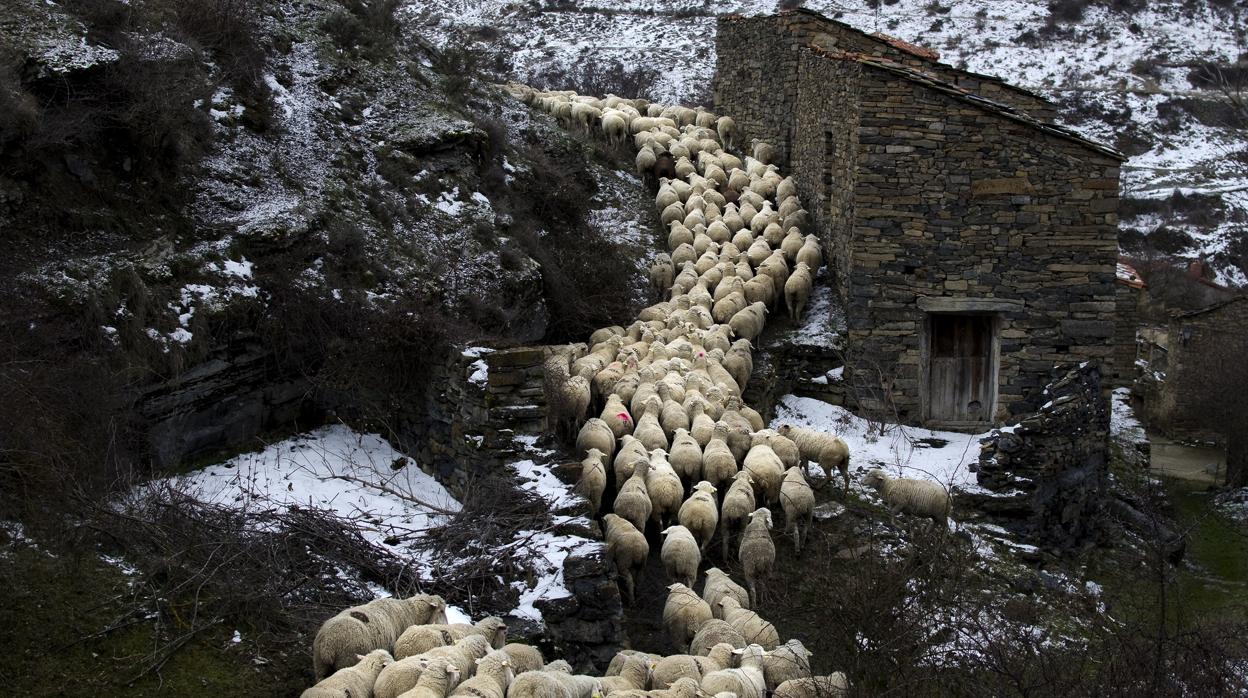 Tierras Altas de Soria (2011). «El rebaño de Eutimio atravesando Valdetuérteles»