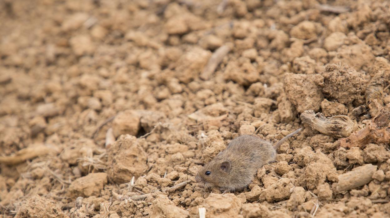 La tularemia es una enfermedad que está vinculada a los topillos