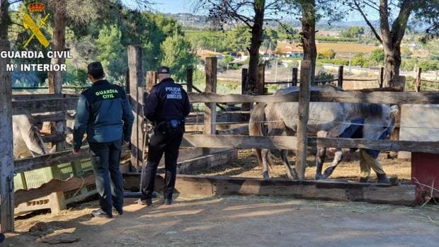 Encuentran seis caballos muertos y otros 19 en pésimas condiciones en una finca hípica de Godelleta