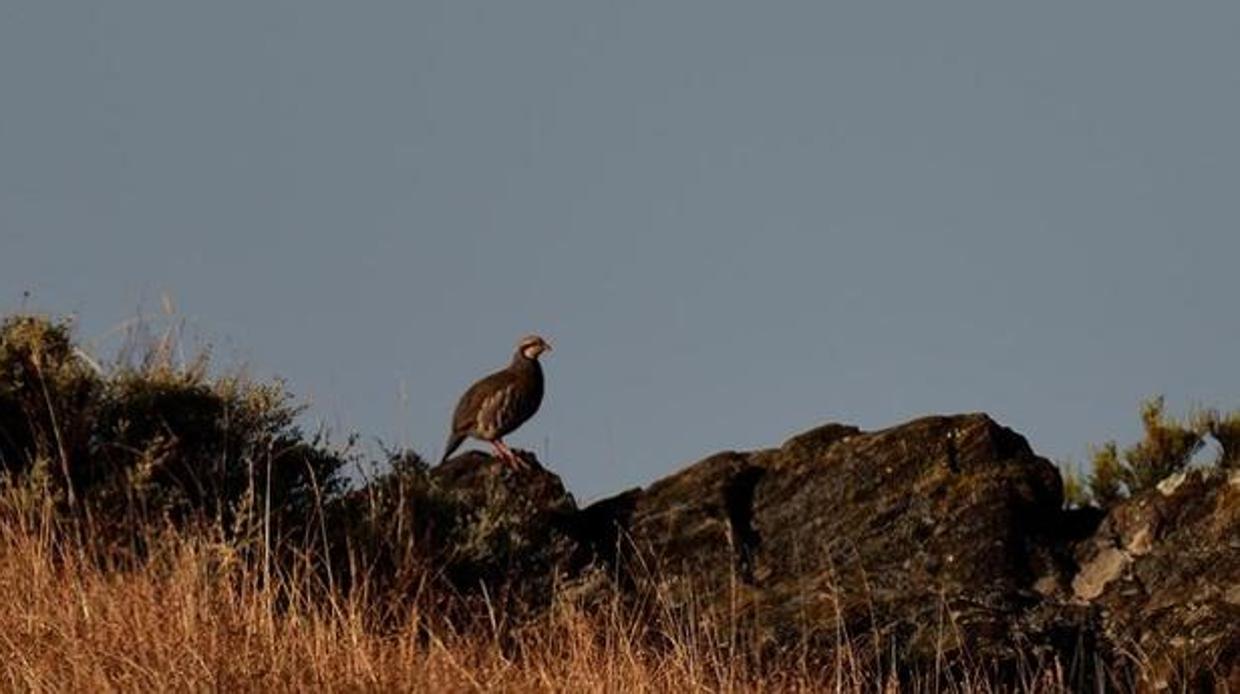 Un joven herido en un accidente de caza en Villasequilla evoluciona bien
