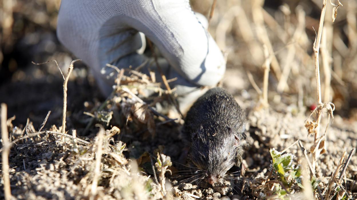 Dos nuevos positivos elevan a 72 los casos de tularemia confirmados en Palencia