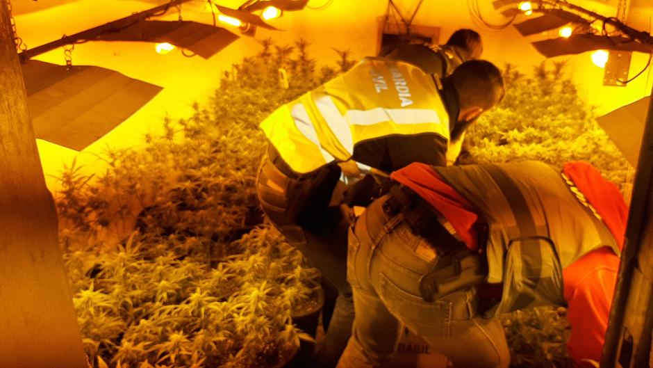 Descubren 500 plantas de marihuana ocultas tras un tabique en una nave de Sueca (Valencia)