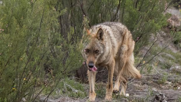 Los dos acusados en el primer juicio en España por abatir a un lobo lo niegan