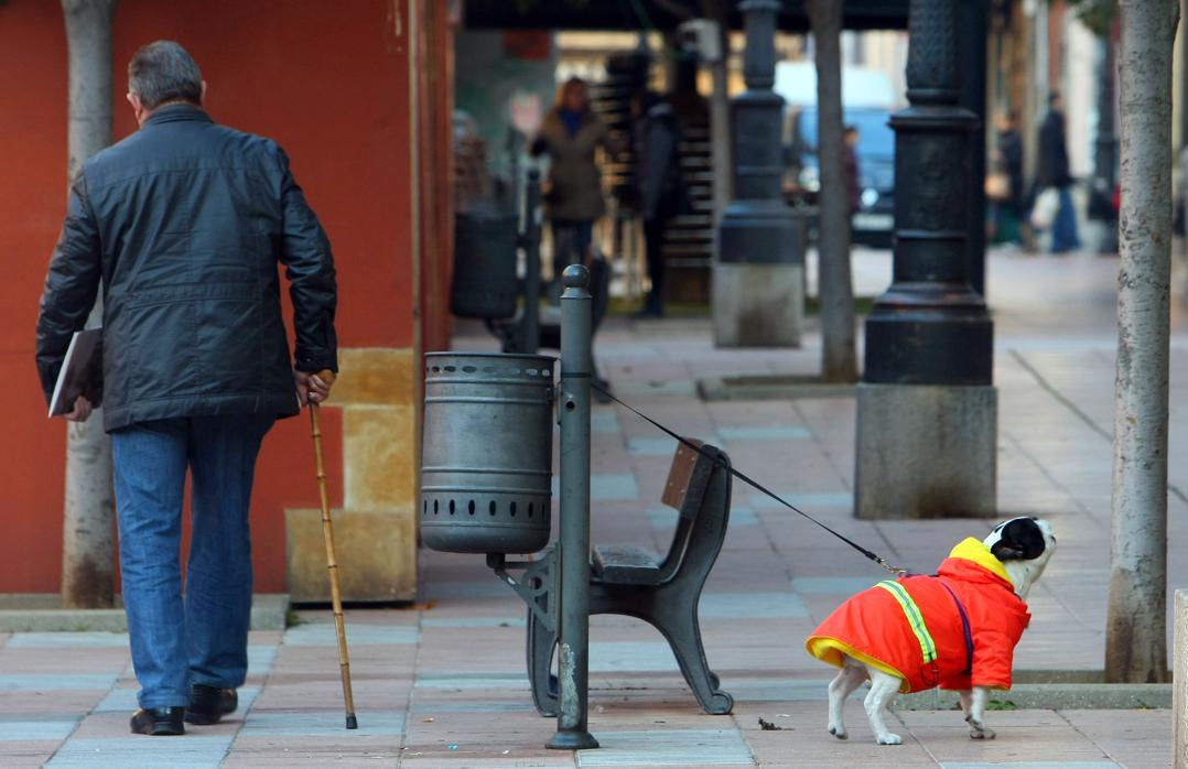 Halladas salchichas con alfileres, como trampas para perros, en Salamanca