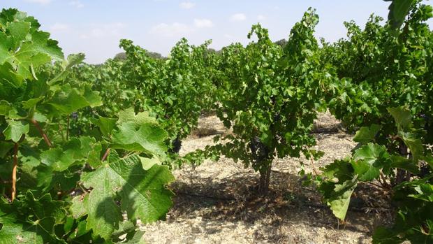 Un vino de Albacete, entre los «Top Wine Spain» de Enofusión 2020