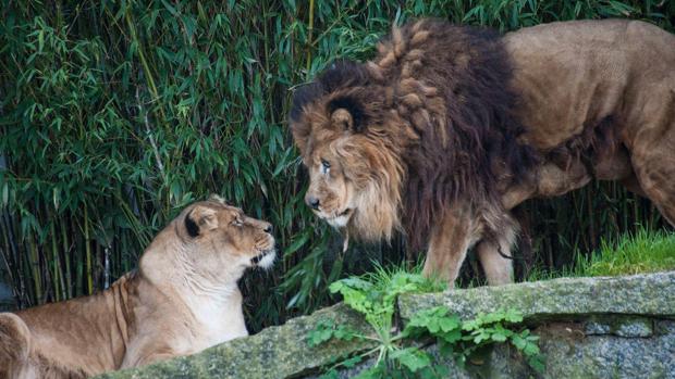 Abel Caballero anuncia la reforma del zoo de Vigo: «No quiero animales en cautividad en la ciudad»