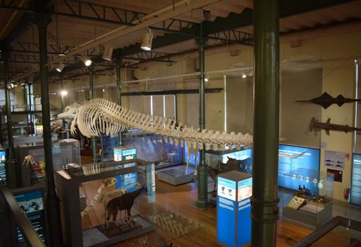 Sala de Biología del Museo donde se encuentra el esqueleto de una ballena