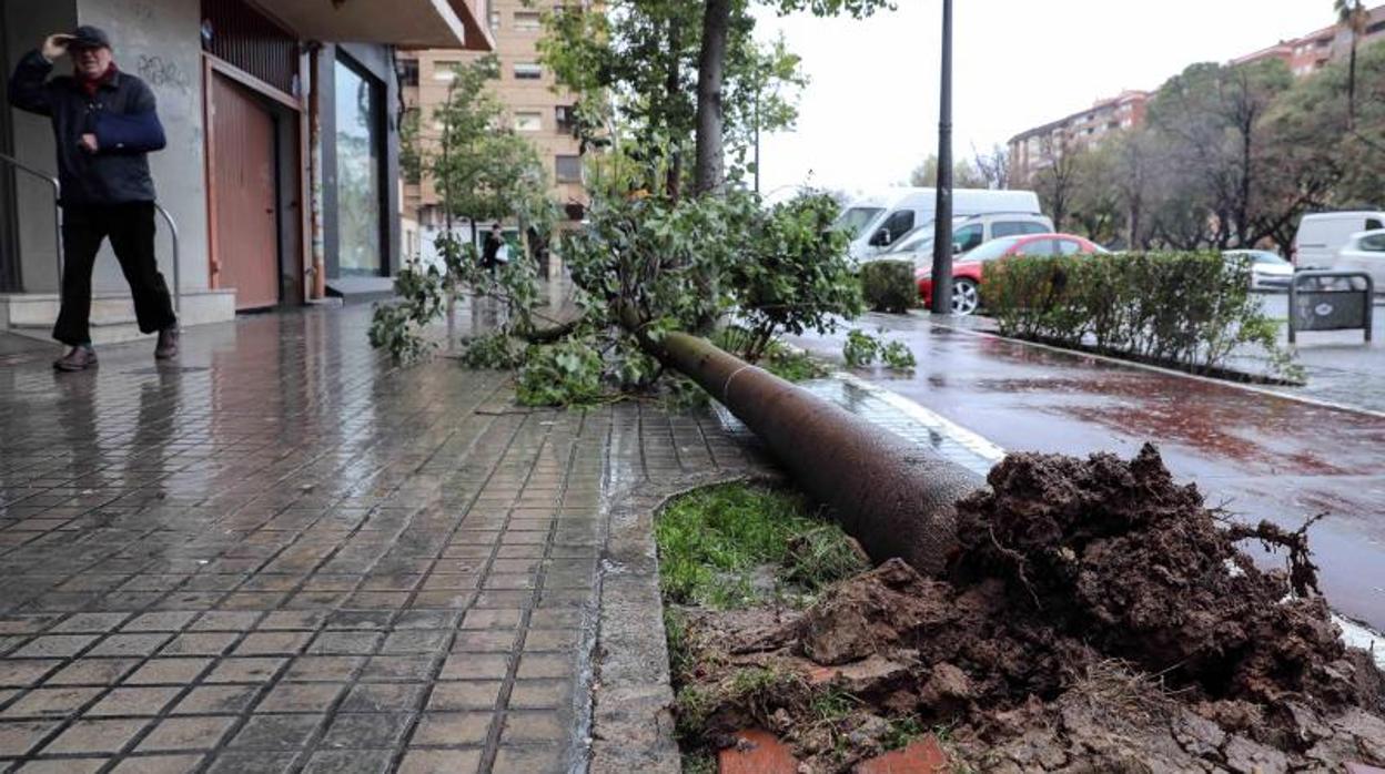 Un árbol arrancado de cuajo en la avenida Blasco Ibáñez de Valencia, este lunes