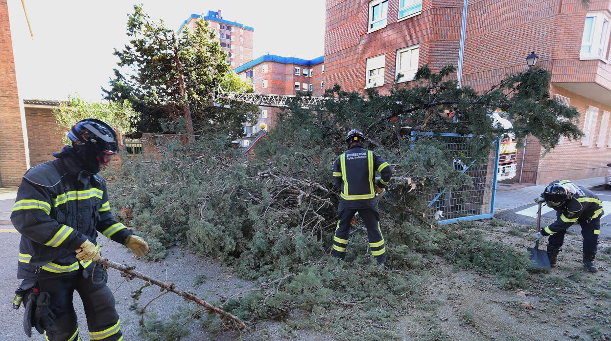 Bomberos retirando varios árboles caídos en Palencia como consecuencia de las fuertes rachas de viento