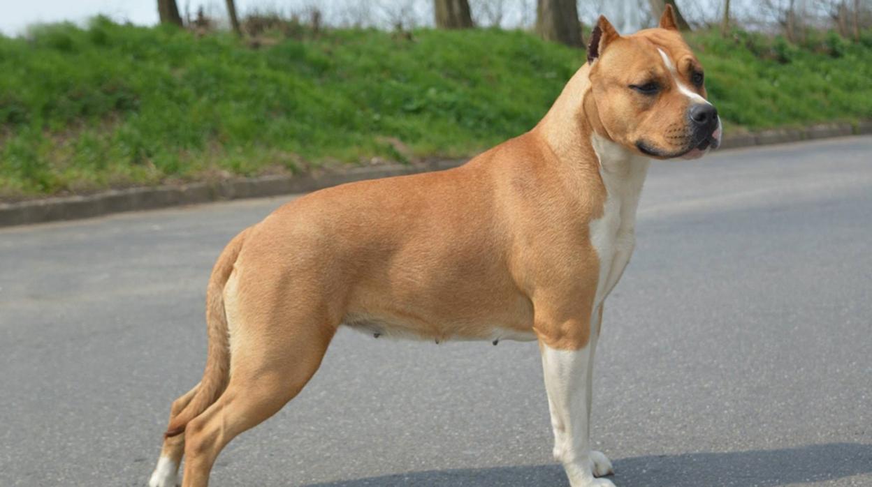 Capturado el perro peligroso que agredió a dos mujeres, una niña y a agentes de la Policía en León