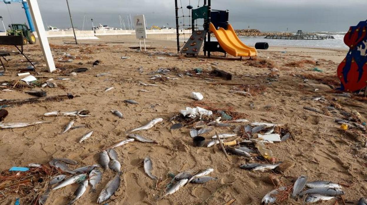 Peces muertos de piscifactoría en una zona de juegos infantiles en la playa de El Perelló (Sueca)