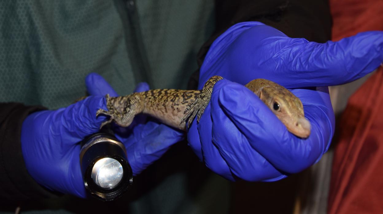 Imagen de una de las especies encontradas en Valencia