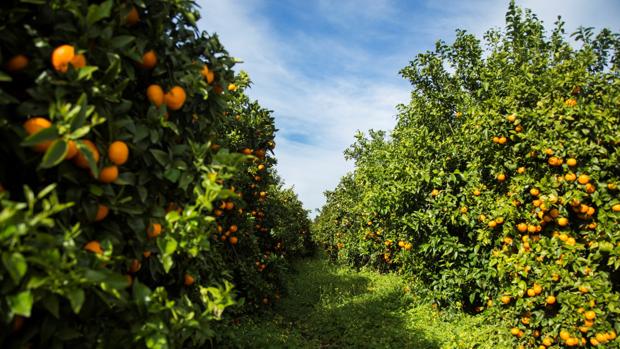 Cinco meses para disfrutar de Orri, la mandarina «premium» que solo se cultiva en España