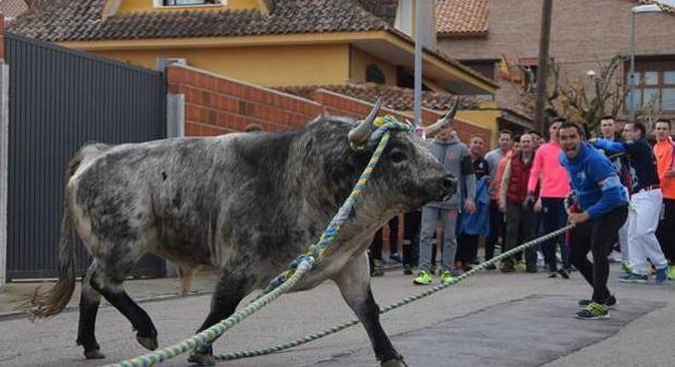 Aplazan una semana la celebración del toro enmaromado de Yuncos