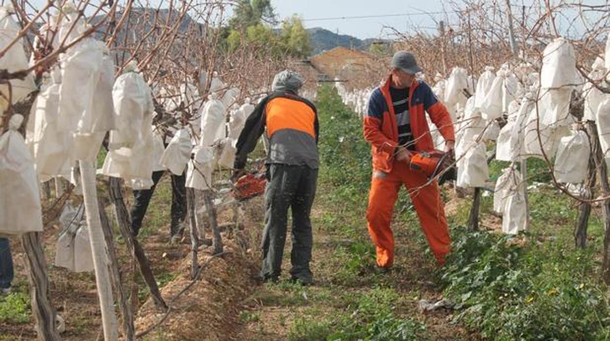 Imagen de un agricultor destruyendo sus cultivos por la nula rentabilidad