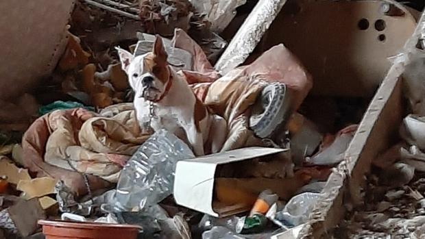 Rescatan a una bulldog atada en una casa abandonada en Valencia, entre basura y sin comida ni bebida