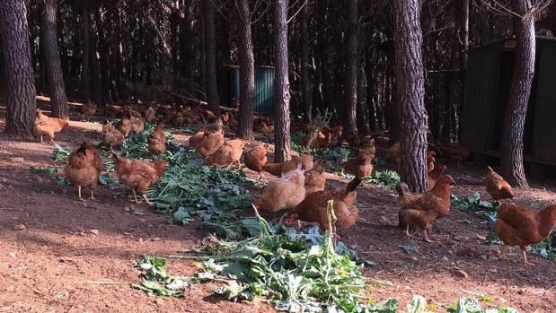 Los huevos ecológicos más caros del mundo que enamoran a Amancio Ortega