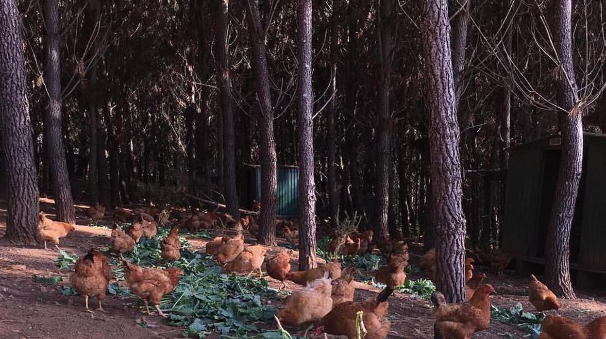 Gallinas en libertad alimentándose en la explotación de Galo Celta