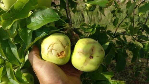 El Gobierno aragonés abre una línea de ayudas para los agricultores de Calatayud afectados por las granizadas