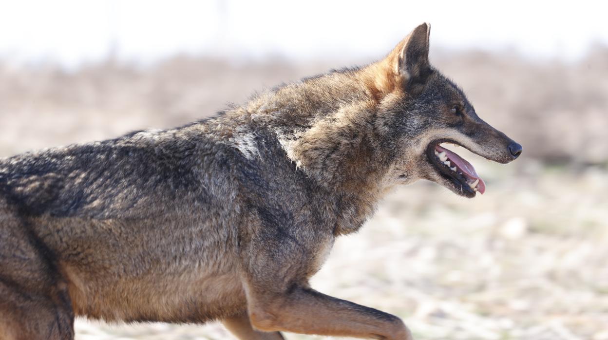 La victoria del último lobo de Álava