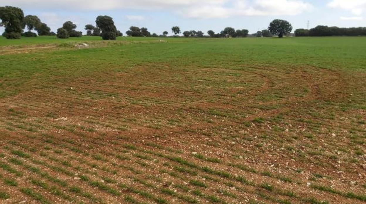 Parcela cultivada en la Alcarria con daños por ruedas de quads y todoterrenos