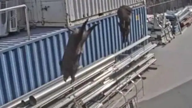 VÍDEO: Un grupo de jabalíes salta por la azotea de una fábrica en Gerona